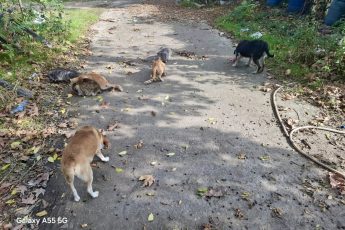 О них некому позаботиться.