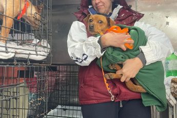 Панда поехала домой.