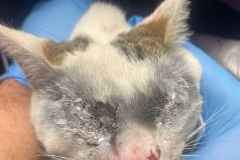 Операция Каспера