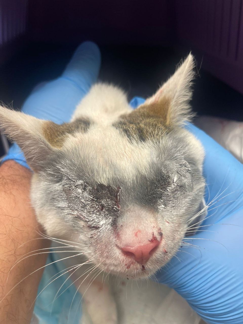 Операция Каспера