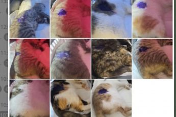 ОПЛАТА КАСТРАЦИЙ