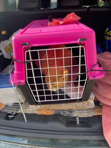 Кастрации бездомных кошек Побережья 2026.