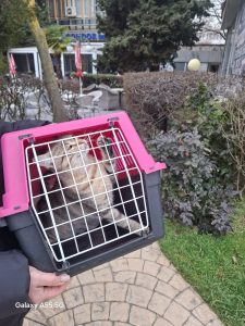 ОПЛАТА КАСТРАЦИЙ