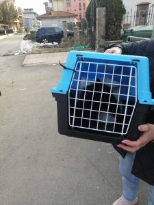 оплата кастраций