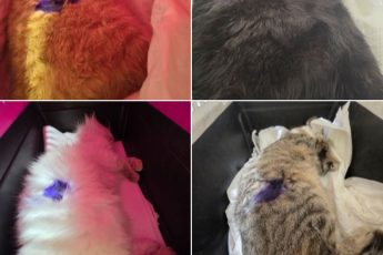 Кастрации бездомных кошек 2026.