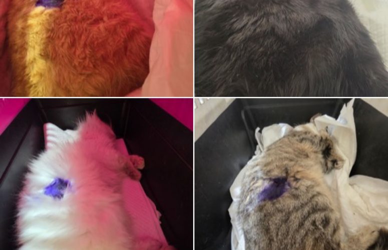 Кастрации бездомных кошек 2026.