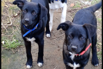 Медовская малышня отправилась домой!