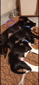 Медовская малышня отправилась в семьи!