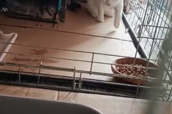 Каспер продолжает сидеть на платной передержке.