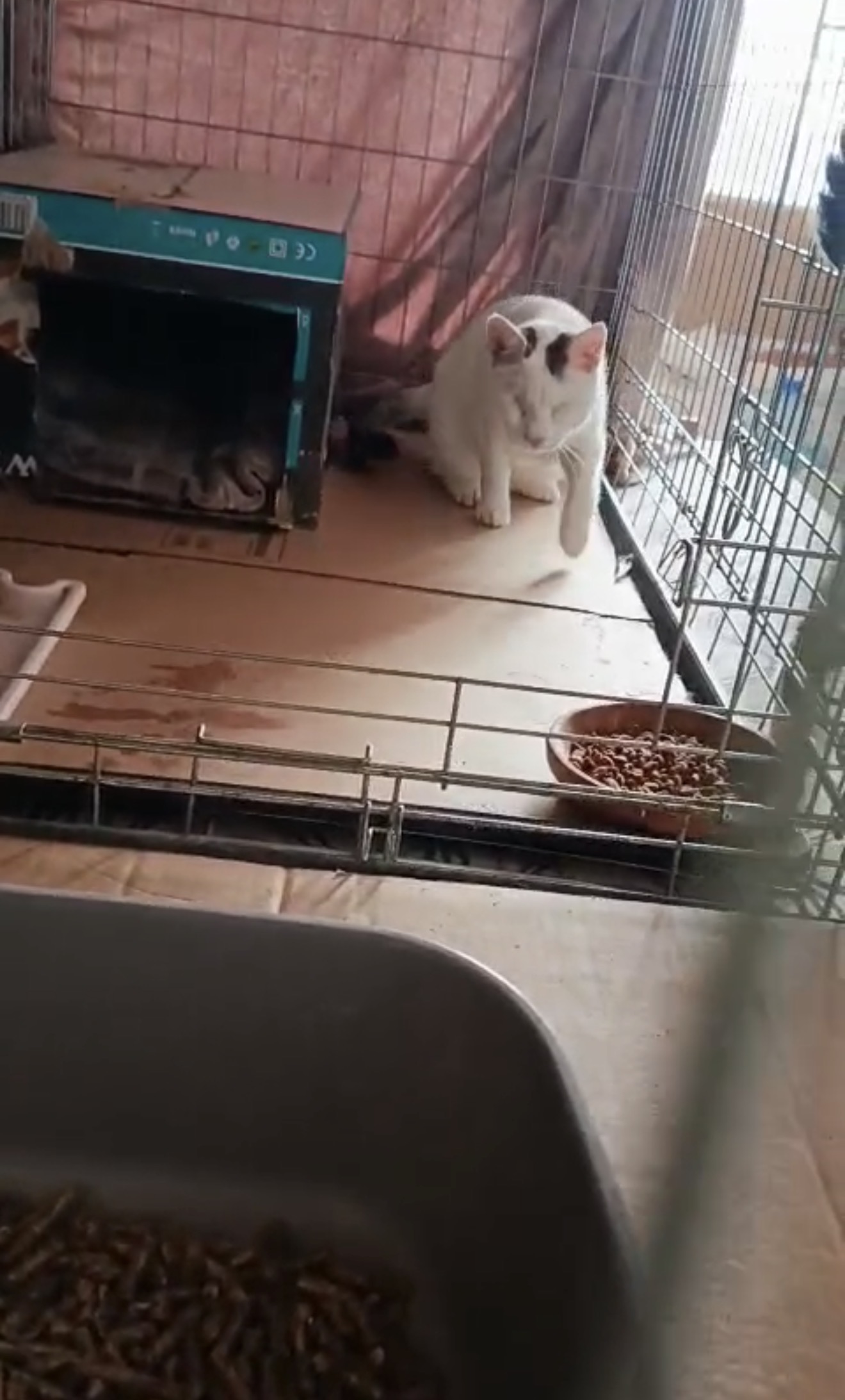 Каспер продолжает сидеть на платной передержке.