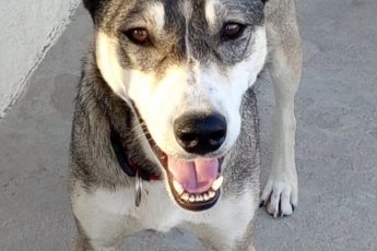 Корм для Димки.