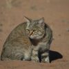 Приручили ли мы кошек.