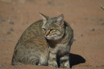 Приручили ли мы кошек.