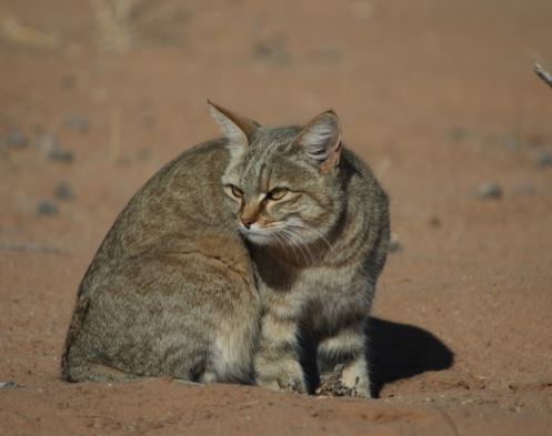 Приручили ли мы кошек.