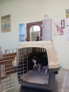 Щенки Инны - легализация.