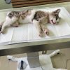 Поможем трёхлапому котику Флинту.