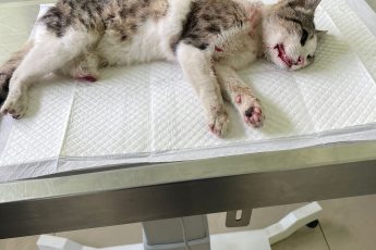 Поможем трёхлапому котику Флинту.