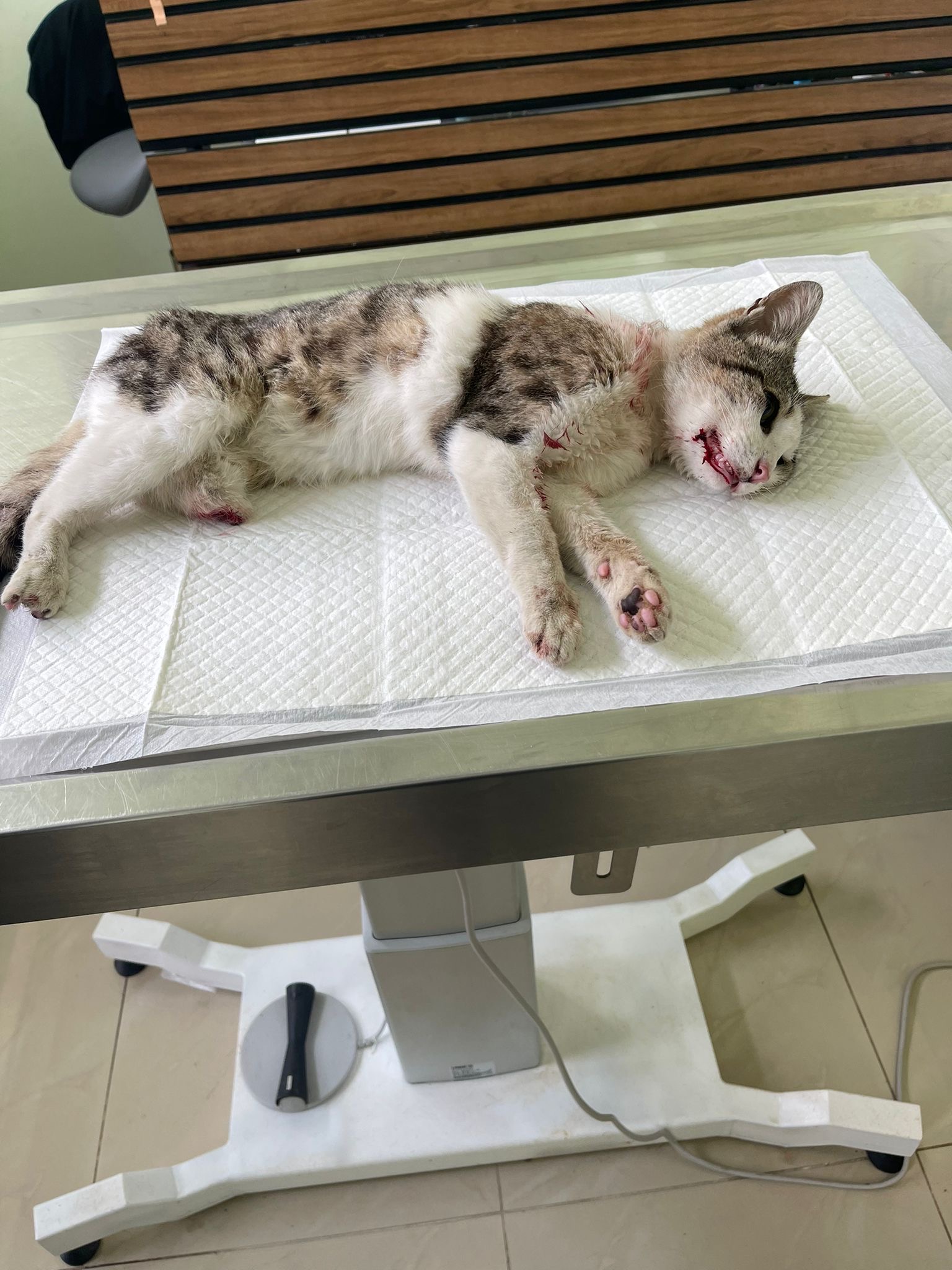 Поможем трёхлапому котику Флинту.