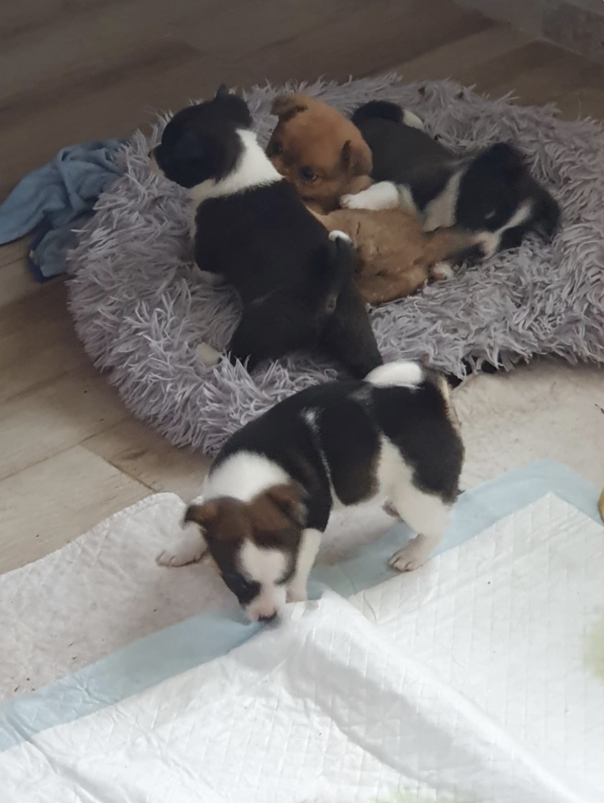 Подкидыши_3