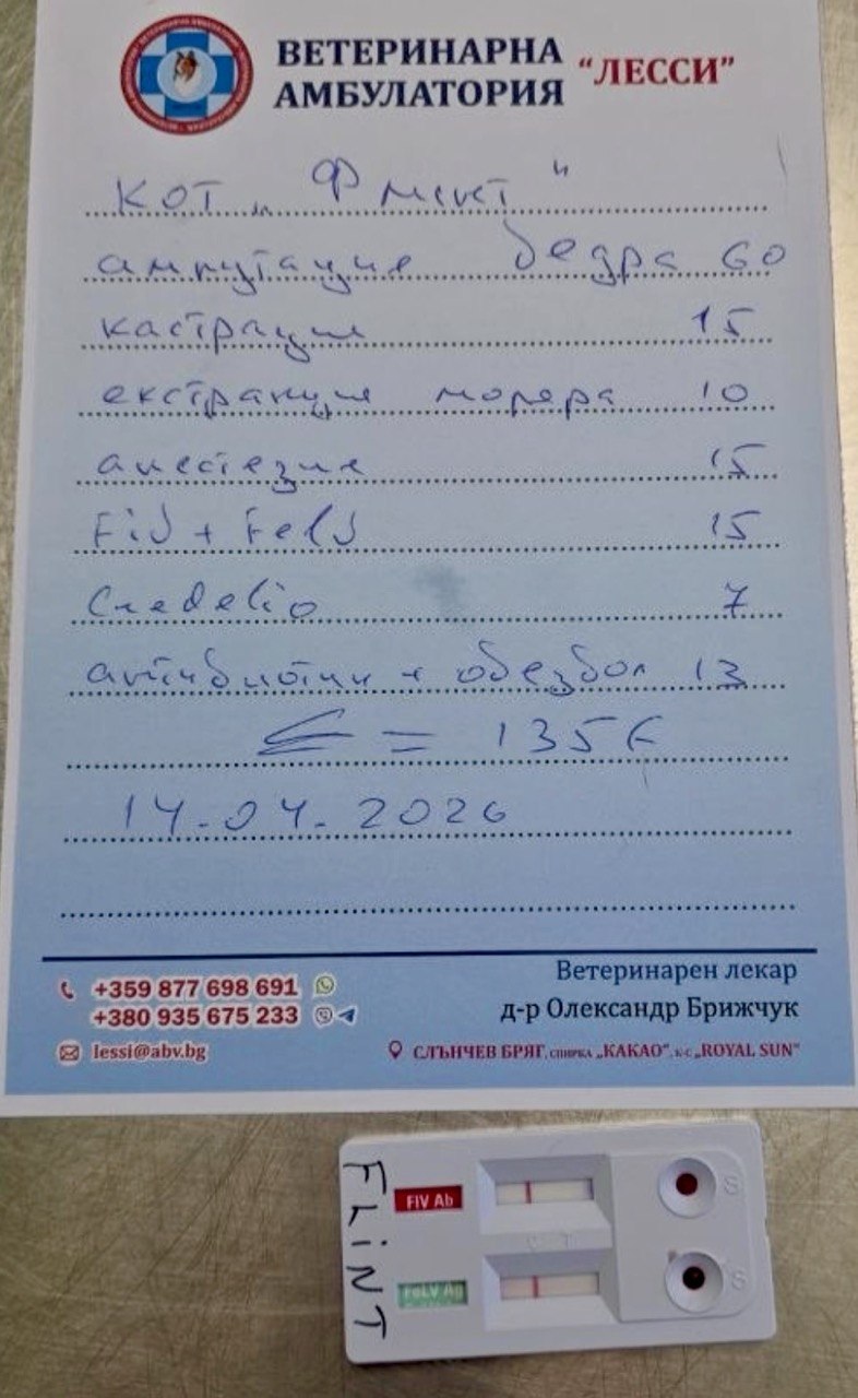 Поможем трёхлапому котику Флинту.