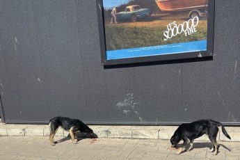 Помогите купить собакам бровекто.