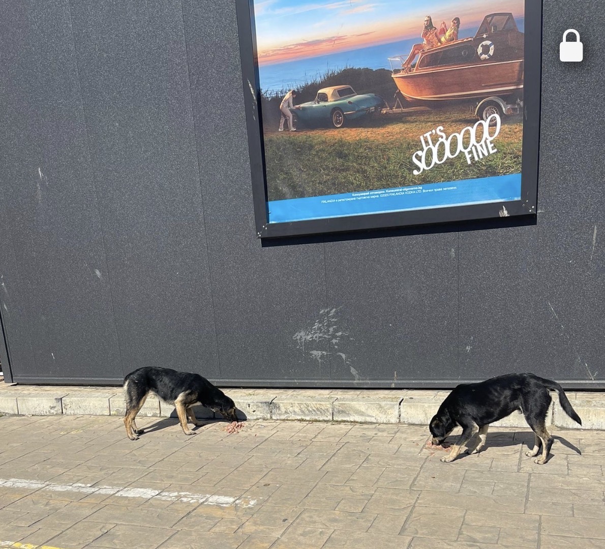 Помогите купить собакам бровекто.