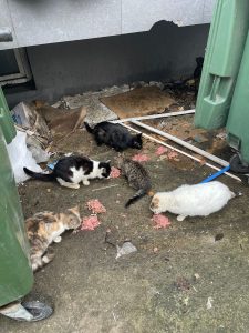 4 апреля - день бродячих животных.