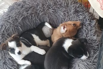 Щенкам нужна помощь с легализацией.