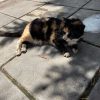 Кошку сбила машина, сломан таз.