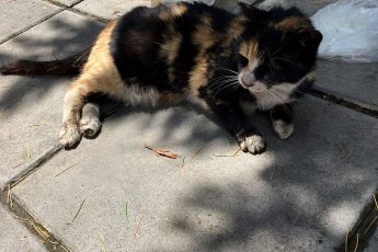 Кошку сбила машина, сломан таз.