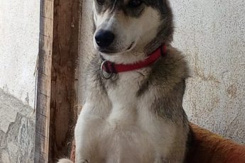 Корм для Димки.