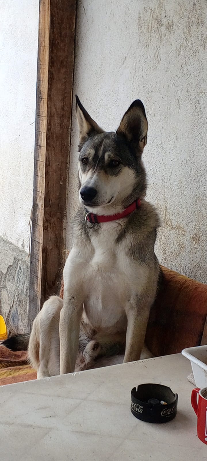 Корм для Димки.