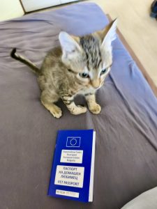 Переломышам нужны документы и вакцины.