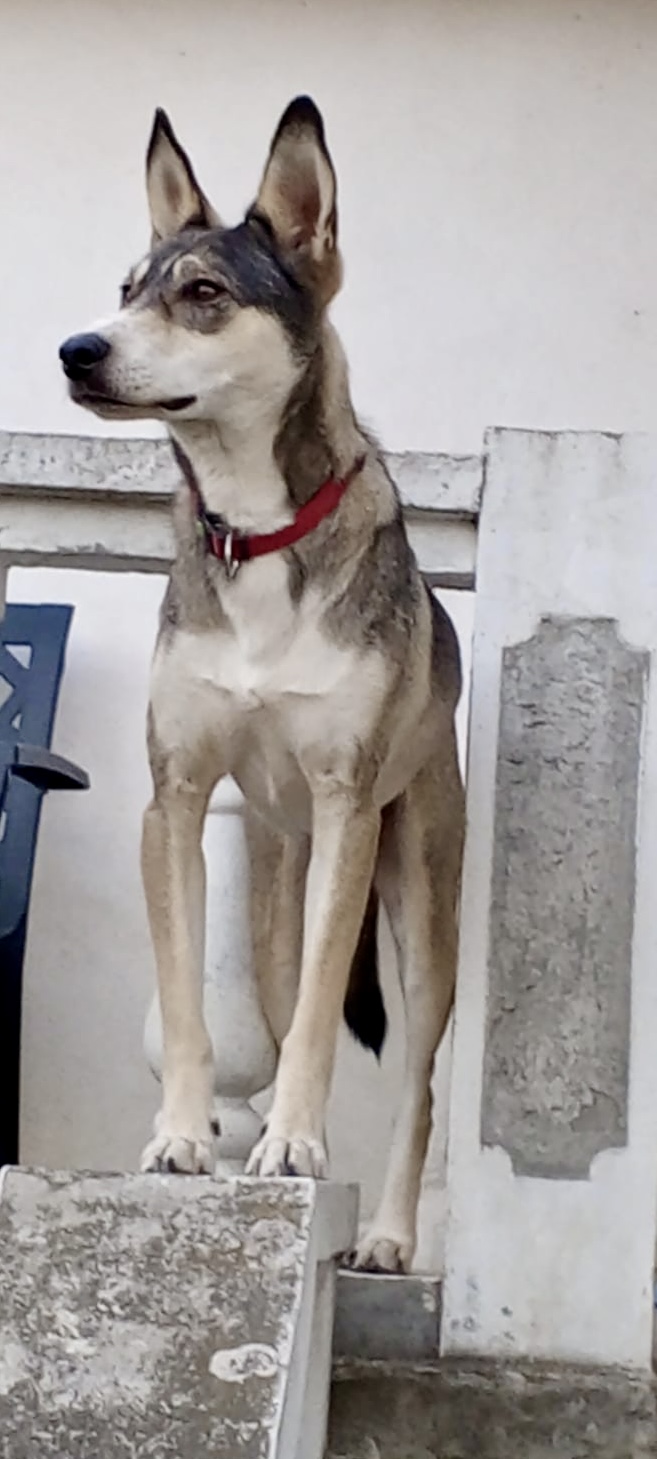 Димке нужен корм.