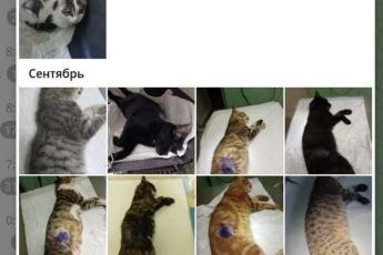 ПОМОГИТЕ НАМ ОПЛАЧИВАТЬ КАСТРАЦИИ.